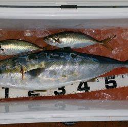 火遠理丸（ほおりまる） 釣果