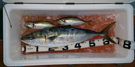 火遠理丸（ほおりまる） 釣果