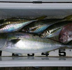 火遠理丸（ほおりまる） 釣果