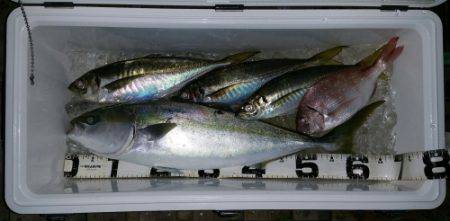 火遠理丸（ほおりまる） 釣果