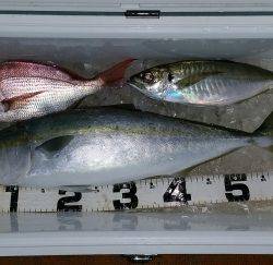 火遠理丸（ほおりまる） 釣果