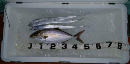 火遠理丸（ほおりまる） 釣果