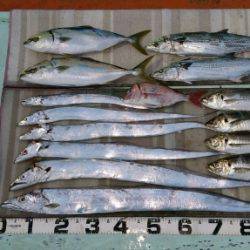 火遠理丸（ほおりまる） 釣果