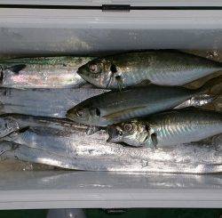 火遠理丸(ほおりまる) 釣果