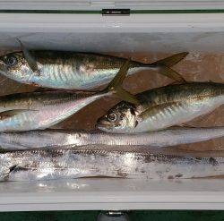 火遠理丸(ほおりまる) 釣果