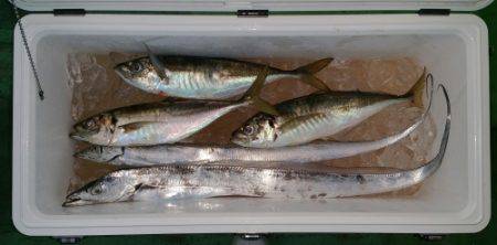 火遠理丸(ほおりまる) 釣果