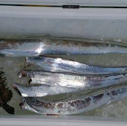 火遠理丸(ほおりまる) 釣果