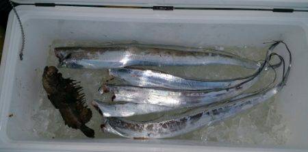 火遠理丸(ほおりまる) 釣果