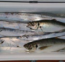 火遠理丸(ほおりまる) 釣果