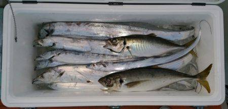 火遠理丸（ほおりまる） 釣果