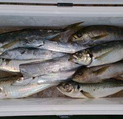 火遠理丸(ほおりまる) 釣果