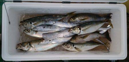 火遠理丸(ほおりまる) 釣果