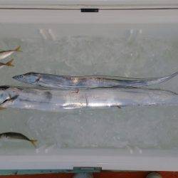 火遠理丸(ほおりまる) 釣果