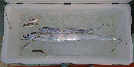 火遠理丸(ほおりまる) 釣果