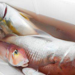 こうゆう丸 釣果