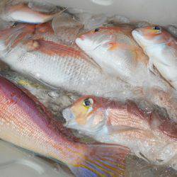 こうゆう丸 釣果