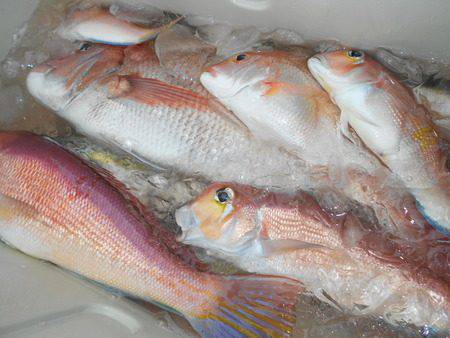 こうゆう丸 釣果