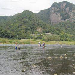 狩野川（狩野川漁業協同組合） 釣果