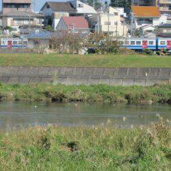 狩野川（狩野川漁業協同組合） 釣果