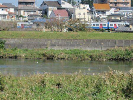 狩野川（狩野川漁業協同組合） 釣果