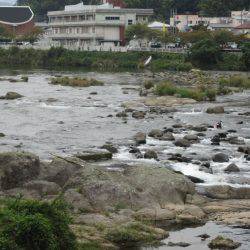 狩野川(狩野川漁業協同組合) 釣果