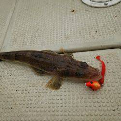 遊漁船 ニライカナイ 釣果