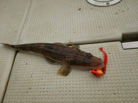 遊漁船 ニライカナイ 釣果