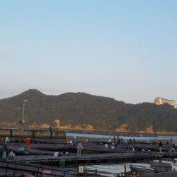 淡路じゃのひれフィッシングパーク 釣果