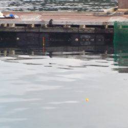 淡路じゃのひれフィッシングパーク 釣果