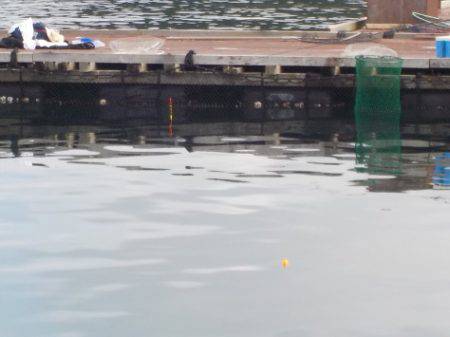 淡路じゃのひれフィッシングパーク 釣果