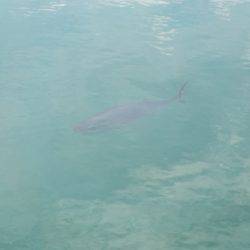 淡路じゃのひれフィッシングパーク 釣果