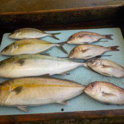 淡路じゃのひれフィッシングパーク 釣果