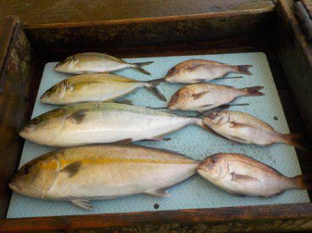 淡路じゃのひれフィッシングパーク 釣果