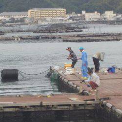 淡路じゃのひれフィッシングパーク 釣果