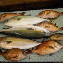 淡路じゃのひれフィッシングパーク 釣果