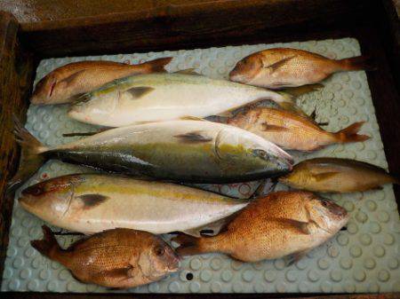 淡路じゃのひれフィッシングパーク 釣果