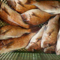 淡路じゃのひれフィッシングパーク 釣果