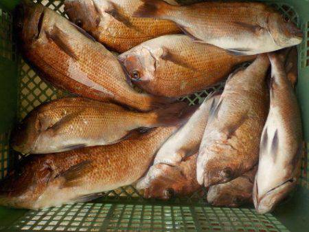 淡路じゃのひれフィッシングパーク 釣果