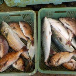 淡路じゃのひれフィッシングパーク 釣果