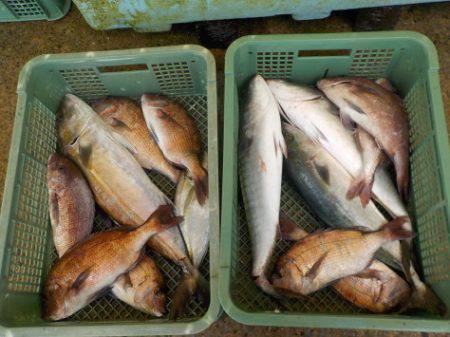 淡路じゃのひれフィッシングパーク 釣果