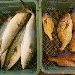 淡路じゃのひれフィッシングパーク 釣果