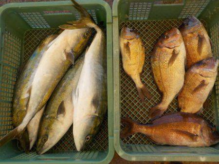 淡路じゃのひれフィッシングパーク 釣果