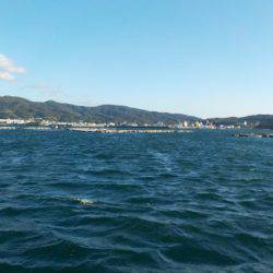 淡路じゃのひれフィッシングパーク 釣果