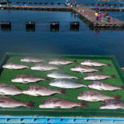 淡路じゃのひれフィッシングパーク 釣果