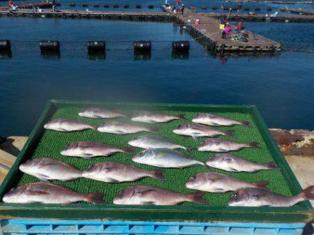 淡路じゃのひれフィッシングパーク 釣果