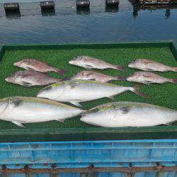 淡路じゃのひれフィッシングパーク 釣果