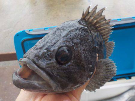 淡路じゃのひれフィッシングパーク 釣果