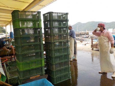 淡路じゃのひれフィッシングパーク 釣果
