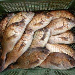 淡路じゃのひれフィッシングパーク 釣果