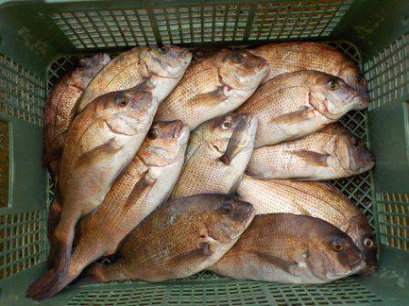 淡路じゃのひれフィッシングパーク 釣果